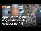 Onça é devolvida a caçador após resgate por não ter destino adequado no AM; veja vídeos