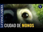 Puentes de cuerda reducen la mortalidad de langures oscuros en Malasia