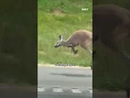 KÄNGURU-AUFREGUNG IN ALABAMA: Polizei fängt entlaufene Chila mit Pfeil und Happy End! #shorts