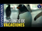 Pingüinos en aguas termales: el insólito resort chino donde los visitantes se bañan junto a ellos