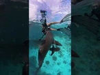'JAWS'-DROPPING ATTACK: Sharks lunge at a diver's GoPro during a close-call encounter #foxnews
