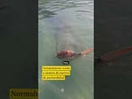 Encuentran un raro pez remo, que nadan en aguas muy profundas