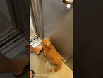 Orange cat memorizes route from bomb shelter to home in Ukraine