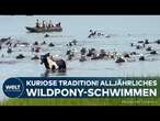 USA: Absolutes Highlight für Pferdeliebhaber! Alljährliches Chincoteague Wildpony-Schwimmen!