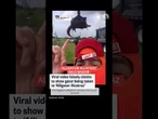 Viral video falsely claims to show gator being taken to 'Alligator Alcatraz'