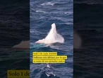 Captan una rara ballena jorobada albina en Australia