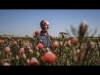 Le changement climatique menace la fleur nationale de l'Afrique du Sud et l'emblème du G20