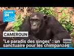 Des volontaires protègent les chimpanzés dans un sanctuaire au Cameroun • FRANCE 24