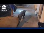 Police confront 6-foot alligator on the loose outside motel