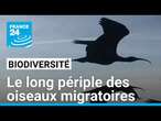 Début des grandes migrations : le long et difficile périple des oiseaux migratoires • FRANCE 24