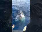 Humpback whale circles boat in Australia