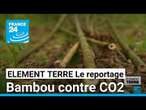 Des agriculteurs optent pour le bambou et revendent leurs certificats CO2 à des industriels