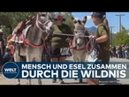 NEW MEXICO: Kurioses Eselrennen! Mensch und Tier kämpfen sich beim Burro Race durch die Wildnis!