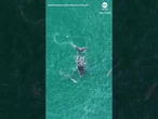 Dolphins befriend young, lost Humpback whale