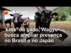'Elite' do gado, Wagyu busca ampliar presença no Brasil e no Japão