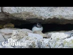 First ‘puffling’ sighting in three decades give hope for Dorset's struggling puffin colony