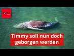 Dänemark will Timmy nun doch bergen und obduzieren