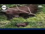 Brown bear attacks woman on Alaska trail