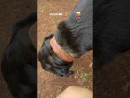 Tutor ameaça doar rottweiler bagunceira e causa reação engraçada
