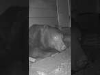 MASSIVE bear is caught living under house