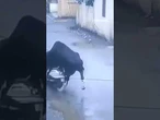 HIS FIRST RODEO: Bizarre video shows a bull casually mounting a scooter and riding it through town