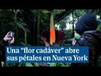 Una "flor cadáver" abre sus gigantescos pétales en Nueva York y acuden a oler su hedor a podrido