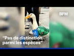 Mondial-2026: ce canard portant un maillot mexicain devient une mascotte