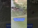 Búfalos são flagrados 'tomando banho' no Rio Pinheiros, em São Paulo; veja vídeo