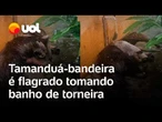 Tamanduá-bandeira é flagrado se divertindo ao tomar banho de torneira em pousada no Pantanal; vídeo
