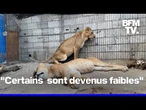 Gaza: les animaux du zoo sont aussi victimes du manque de nourriture