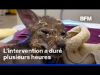 Un jeune coyote secouru après s'être enfoncé des centaines d'épines de cactus