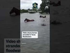 Horses stranded in Texas floods