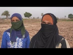 En Egypte, près de 5 millions d'ouvrières agricoles sous-payées et sans contrat • FRANCE 24