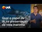 Peixe robótico e IA: Como a inteligência artificial ajuda a preservar a vida marinha | O Impensável