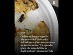 Ordina un burger vegetale alla mensa dell'Università e trova un insetto morto