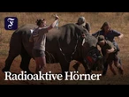 Nashornhörner mit radioaktivem Material versehen