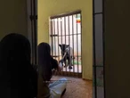 Veterinária mostra treinamento de onça e explica como funciona o condicionamento animal