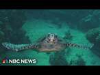 Volunteers in South Carolina are helping to study threatened sea turtles