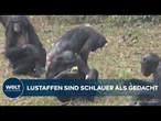 SEX ZUR KONFLIKTLÖSUNG: Studie deckt erstaunliche Fähigkeiten der Bonobos auf