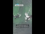 Estas orcas aprenden a cazar siguiendo un patrón geométrico #shorts