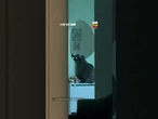 Gato observa tutora pelo cantinho do espelho e chama a atenção pela estratégia
