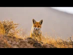 De Karakoum à la mer Caspienne : les merveilles naturelles sauvages du Turkménistan