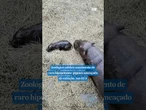 Zoológico celebra nascimento de #hipopótamo-pigmeu ameaçado de extinção nos EUA #shorts #viral #usa