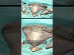 Diver finds giant prehistoric shark tooth off N.C. coast