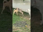Mulher ‘furta’ cachorrinho caramelo da vizinha para brincar com seus cachorros no quintal