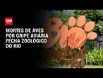 BioParque do Rio volta a fechar após novas mortes de aves por gripe aviária | BASTIDORES CNN