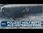 ALLIGATOR IN FLORIDA: Polizist holt Reptil aus Hinterhofpool und bringt es in Sicherheit!