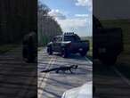 Florida alligator stops traffic with turtle in its jaws