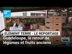 En Guadeloupe, le retour de légumes et fruits anciens pour consommer local • FRANCE 24
