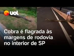 Cobra é vista 'passeando' às margens de rodovia no interior de São Paulo; veja vídeo